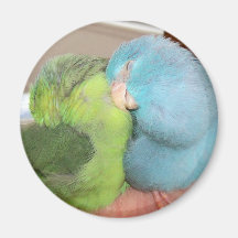 Sleeping Parrotlets Parrot sleeping magnet photo