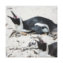Sleeping Penguins Canvas Prints