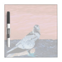 sleeping pied pigeon coral wall blue river invert dry erase boards
