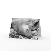 Sleeping Pig Black and White Photo - Blank Cards