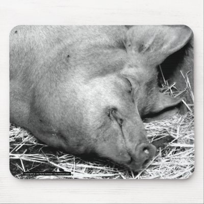 black and white photography lovers. Sleeping Pig Black and White