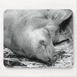 Sleeping Pig Black and White Photo Mousepad mousepads