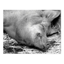 Sleeping Pig Black and White Photo Postcard