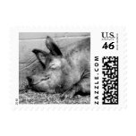 Sleeping Pig (Black & White Photography) - Small stamps