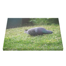 Sleeping Pigeon Canvas Print