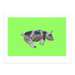 Sleeping Piggy Postcard