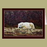 Sleeping polar bear - cards cards