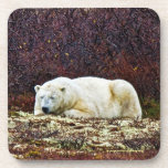 Sleeping polar bear - coaster cork coasters