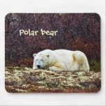 Sleeping polar bear - mousepad mousepads