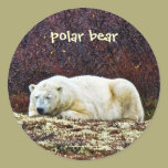 Sleeping polar bear - sticker stickers