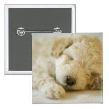 Sleeping Poodle puppy 2