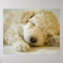 Sleeping Poodle puppy 2 Posters