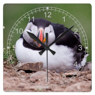 Sleeping Puffin Wallclocks