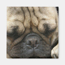 Sleeping Pug Square Magnet
