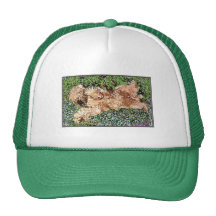 Sleeping Puppy Mesh Hats