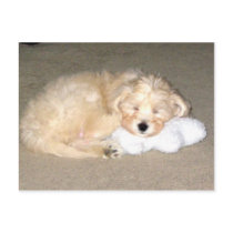 Sleeping puppy postcards by reddaisydesigns Sleeping puppy postcards