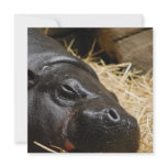 Sleeping Pygmy Hippo  Invitations