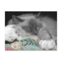 Sleeping Ragdoll postcards
