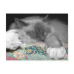 Sleeping Ragdoll Post Cards