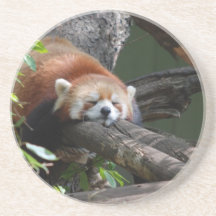 Sleeping Red Panda  Coaster