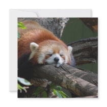 Sleeping Red Panda  Invitations