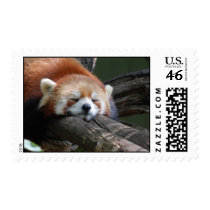 Sleeping Red Panda  Postage Stamp