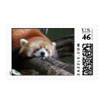 red panda, panda, red panda bear, bear, bears, red panda bears, panda bear, mammal, animal, wildlife, wild animal, wild life, china, chinese panda, china panda, chinese panda bear, chinese, animals, mammals, panda photo, panda photograph, giant panda photo, red panda photograph, red bear photo, red bear photograph, wild, other mammals
