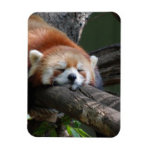 Sleeping Red Panda Premium Magnet