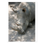 Sleeping Rhino head shot Postcard