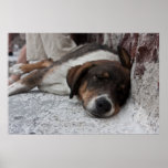 Sleeping Santorini Dog Print