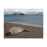 Sleeping Seal Postcard