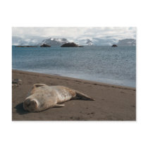 Sleeping Seal Postcard