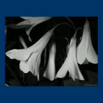 Sleeping Shamrocks posters