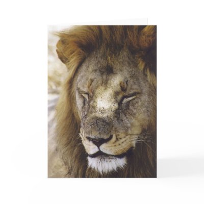 Sleeping Simba (Lion) Greeting Cards by HLBeach
