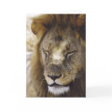 Sleeping Simba (Lion) cards