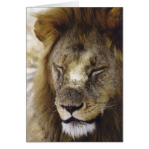 Sleeping Simba (Lion) Greeting Cards