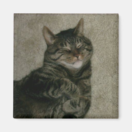 Sleeping Tabby Kitty Cat Refrigerator Magnet