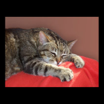 Sleeping Tabby posters