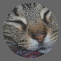 Sleeping Tabby Sticker stickers