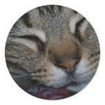 Sleeping Tabby Sticker