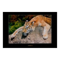 Sleeping Tiger posters