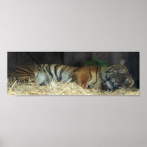 Sleeping Tiger? Poster
