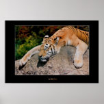 Sleeping Tiger Posters