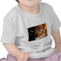 Sleeping Tiger t-shirts