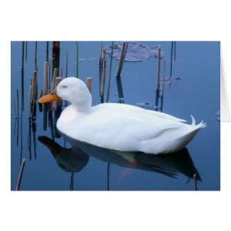 Sleeping White Duck Reflection Greeting Card