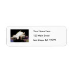 Sleeping White Kitten Marker Sketch Custom Return Address Labels
