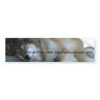 Sleeping Wolf Bumper Sticker