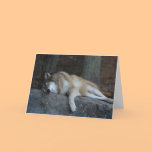Sleeping Wolf Note Cards cards