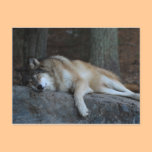 Sleeping Wolf of Northern Minnesota postcards