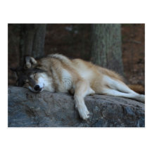 Sleeping Wolf of Northern Minnesota Postcard